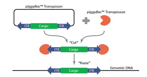 PiggyBac Ing Through The Genome Editing Field