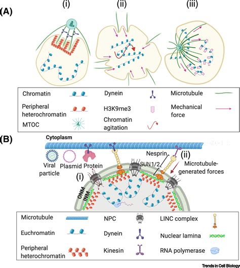 Microtubules In A Cell Diagram