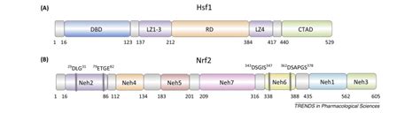 Transcription Factors Hsf1 And Nrf2 Engage In Crosstalk For