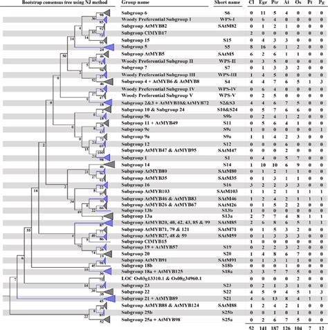 Phylogenetic Relationship Of R2r3 Myb Proteins From Cunninghamia