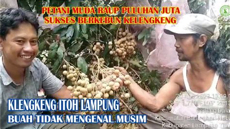 Mau Panen Kapan Bisa Diatur Maze Kelengkeng Itoh Lampung YouTube