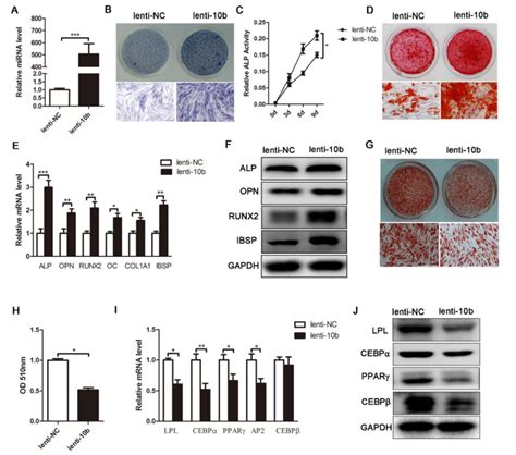 Mir B Promotes Osteogenic Differentiation And Inhibits Adipogenic