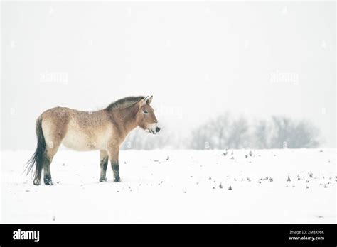 Przewalski's Horse in the winter with snow in the landscape with trees in background. Mongolian ...