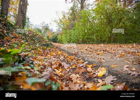 Fall leaves and colors in Lookout Mountain Georgia Stock Photo - Alamy