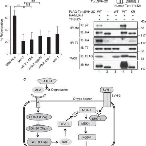 Relationship Between Svh Receptor Tyrosine Kinase And Mlk In Axon