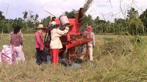 Harvesting Rice In The Philippines Youtube