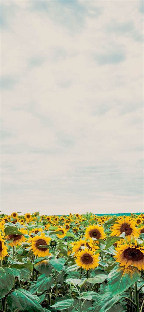 Aesthetic Sunflower Field Wallpapers - Wallpaper Cave