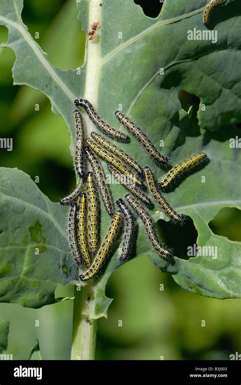 Caterpillars Of A Large White Butterfly Pieris Brassicae On Severely