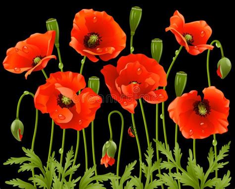 Illustration About Red Poppys On Black Background Illustration Of