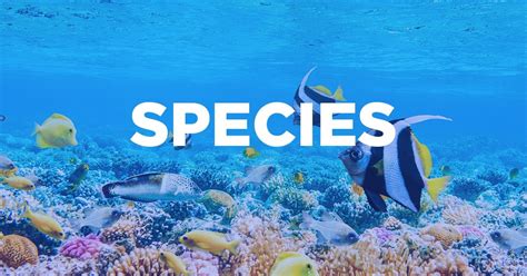 Is Specie The Singular Of Species