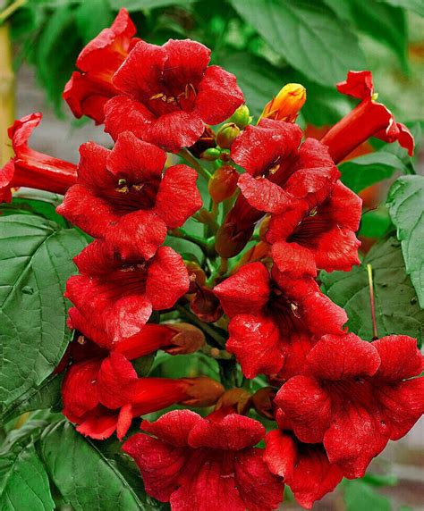 25 Red Angel Trumpet Hummingbird Vine Flower Garden Seeds Etsy