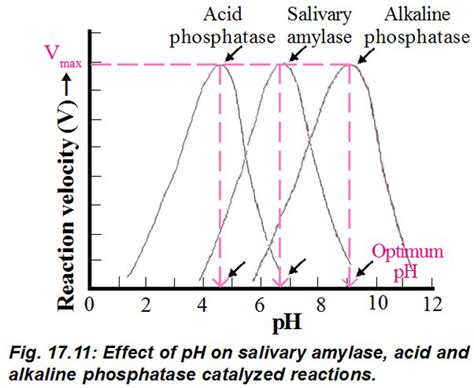 What Is The Optimum PH For Most Of The Enzymes ECHEMI