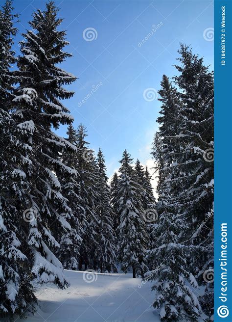 Low Angle Shot Of Snow Capped Fir Trees Under A Blue Sky Stock Photo