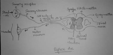 What Is A Reflex Arc Draw A Neat Labelled Diagram Of The Components In