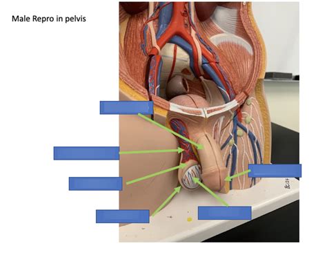 Male REPRO Outside View Diagram Quizlet