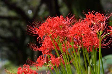 Lycoris Radiata Red Spider Lily Garden