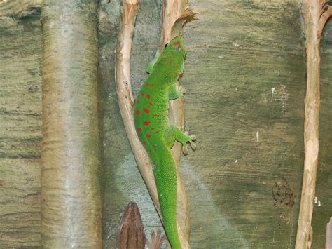 The Online Zoo - Madagascar Day Gecko