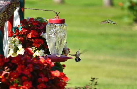 How To Hang A Hummingbird Feeder 10 Tips To Help You Get It Right