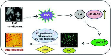 Investigation Of The Role Of Nitric Oxide Driven Angiogenesis By Zinc