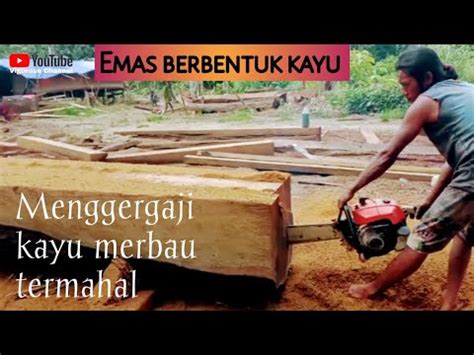 Kayu Merbau Termahal Menggergaji Kayu Pakai Chainsaw Stihl Youtube