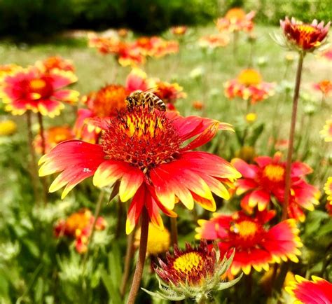 Premium Photo Winged Bee Slowly Flies To The Plant Collect Nectar For