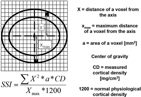 Calculation of bone strength | Download Scientific Diagram