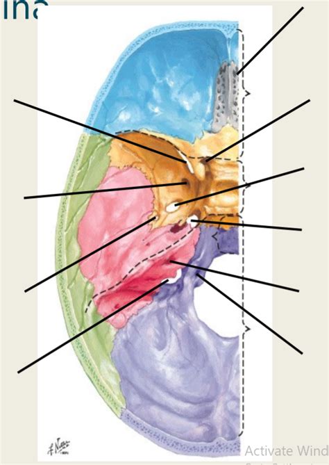 Anatomy Of The Foramina Diagram Quizlet