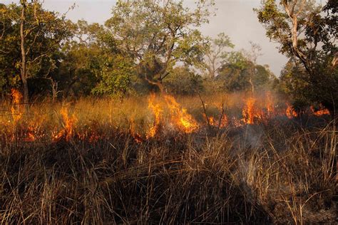 Stamping Out Savanna Fires Doesnt Bolster Carbon Sink By Much Study Finds