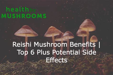 Powerful Reishi Mushroom Benefits Top Plus Potential Side Effects