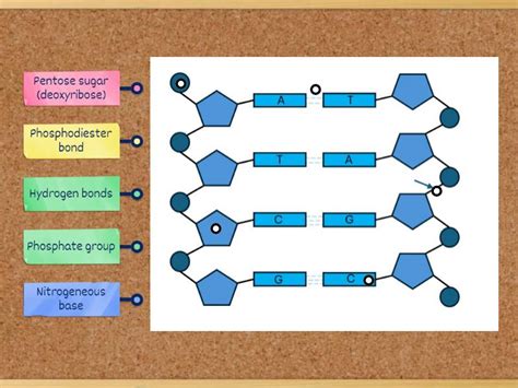DNA Structure - Labelled diagram