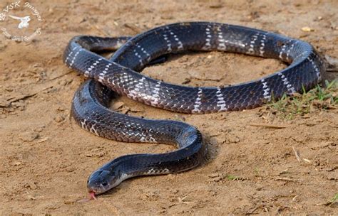 common krait alchetron   social encyclopedia