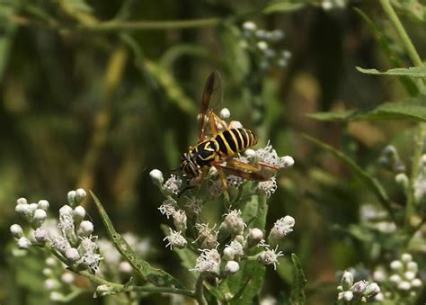 Eastern Hornet Fly Project Noah