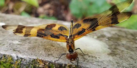 Dragonflies of West Central Florida - Bay Soundings