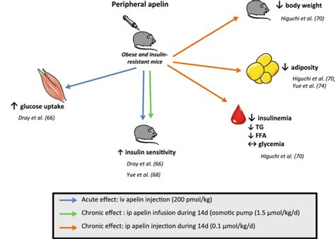 Metabolic Effects Of Peripheral Apelin After Acute Or Chronic Treatment