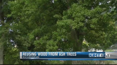 Reusing Wood From Ash Trees Youtube