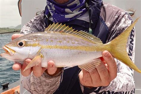 Yellowtail Snapper A Species Of Caribbean Coastal Waters