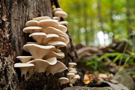 Substitutes For Oyster Mushroom 7 Best Alternatives