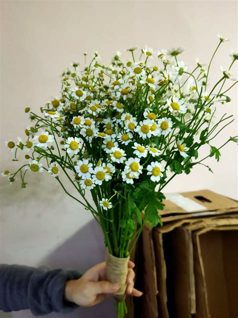 Fondness – Daisy Bouquet [GF49] - G Flower Wholesale Florist