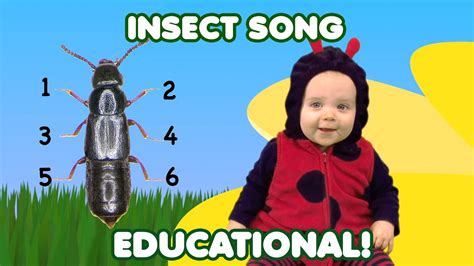 Insect Song Insects For Kids Bug Songs Nursery Rhymes Kids