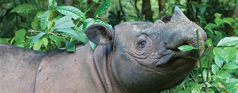 sumatran rhino international rhino foundationinternational rhino