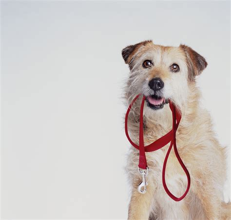 Choosing The Right Leash For Your Dog