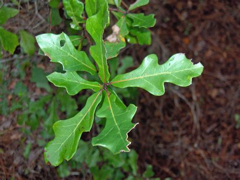 Types Of Oak Trees Learn About Different Oak Tree Varieties