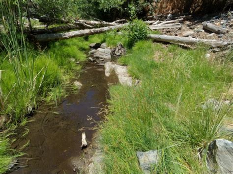 Lynx Creek At Sevenmile Gulch Arizona Dragonflies