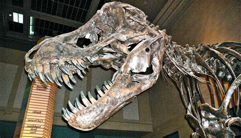 Asteroid crater sheds light on 1st day of dinosaur extinction - Futurity