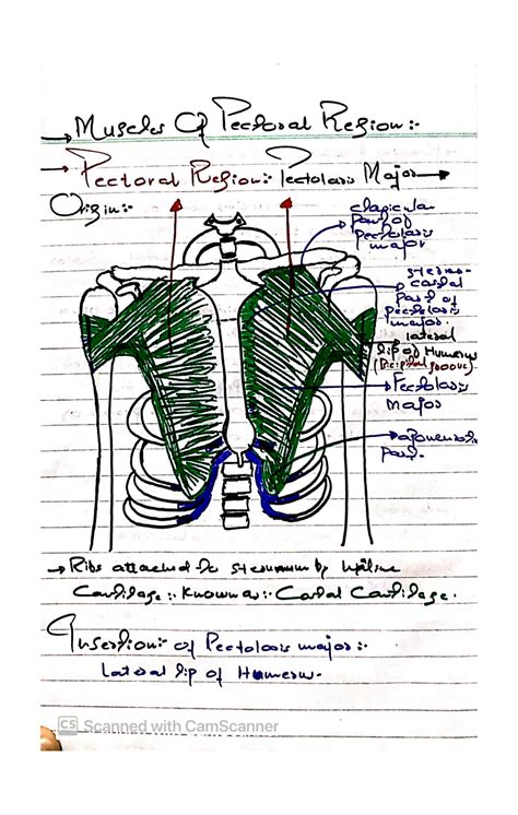 SOLUTION: Muscles of pectoral region - Studypool