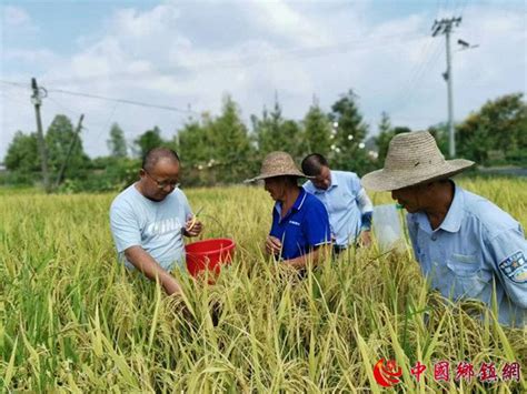 优质品种赋能富硒水稻 科技特派提升稻米产业中乡网