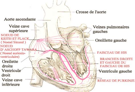 11 Troubles Du Rythme Et Conduction Cardiaque Cartes Quizlet