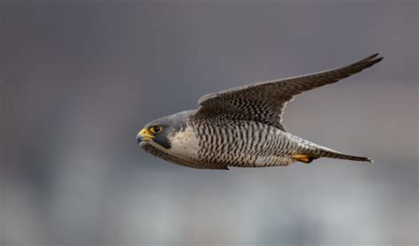 Peregrine Falcon Top View Photos And Videos For Peregrine Falcon, All