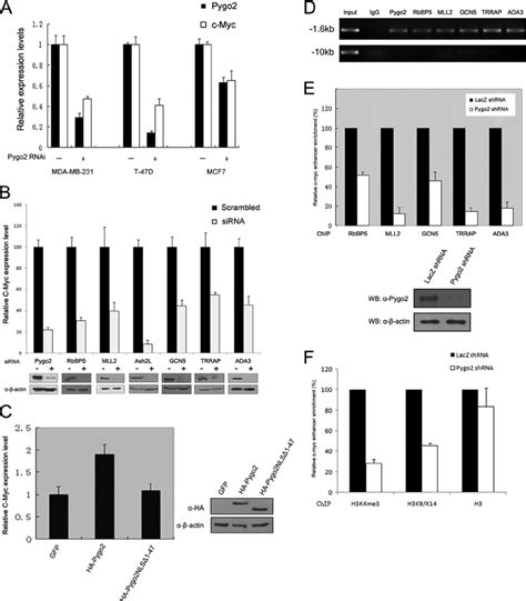 Pygo2 Recruits Hmt Hat To The C Myc Enhancer And Activates C Myc Gene