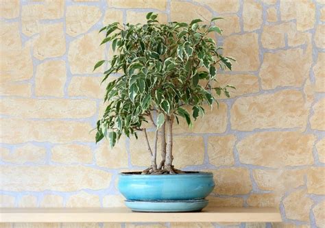 Comment Tailler Le Ficus Benjamina Et Quand Effectuer Une Taille S V Re